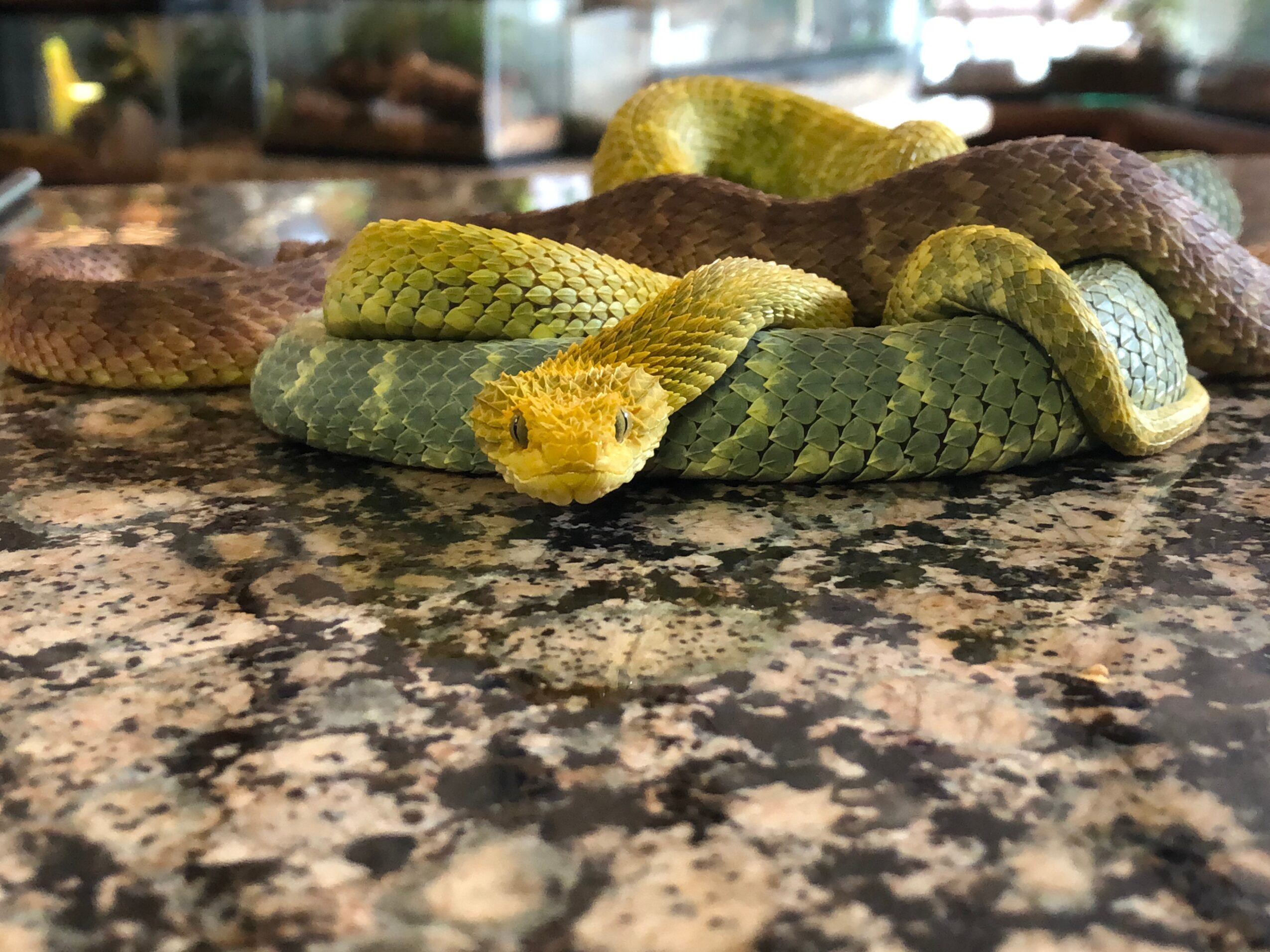Two snakes, one green and one brown, intertwined on a speckled countertop, with blurred background. Word count: 20