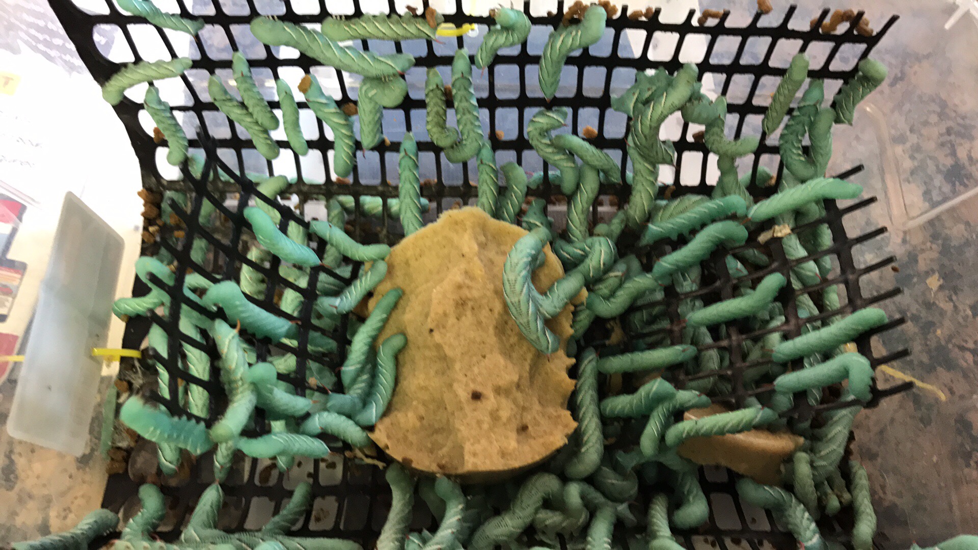 A black plastic basket contains numerous green cacti and a large yellowish rock.