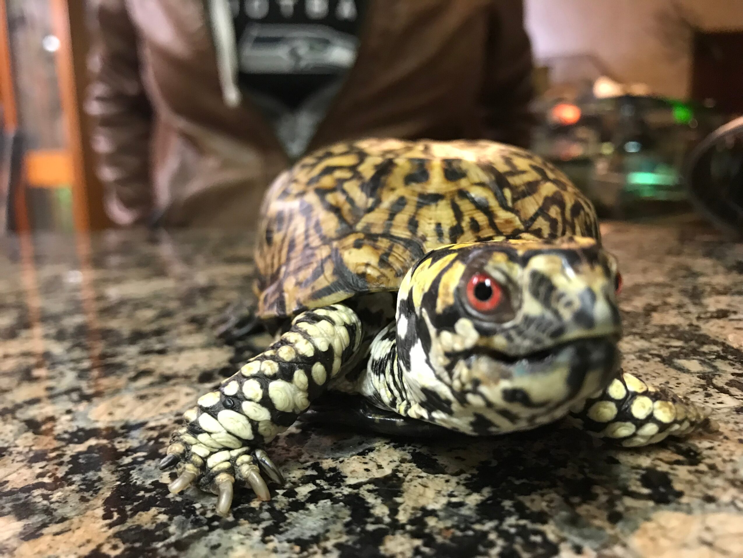 A leopard gecko on a speckled countertop, facing forward with its head slightly raised, showing black, yellow, and white markings.