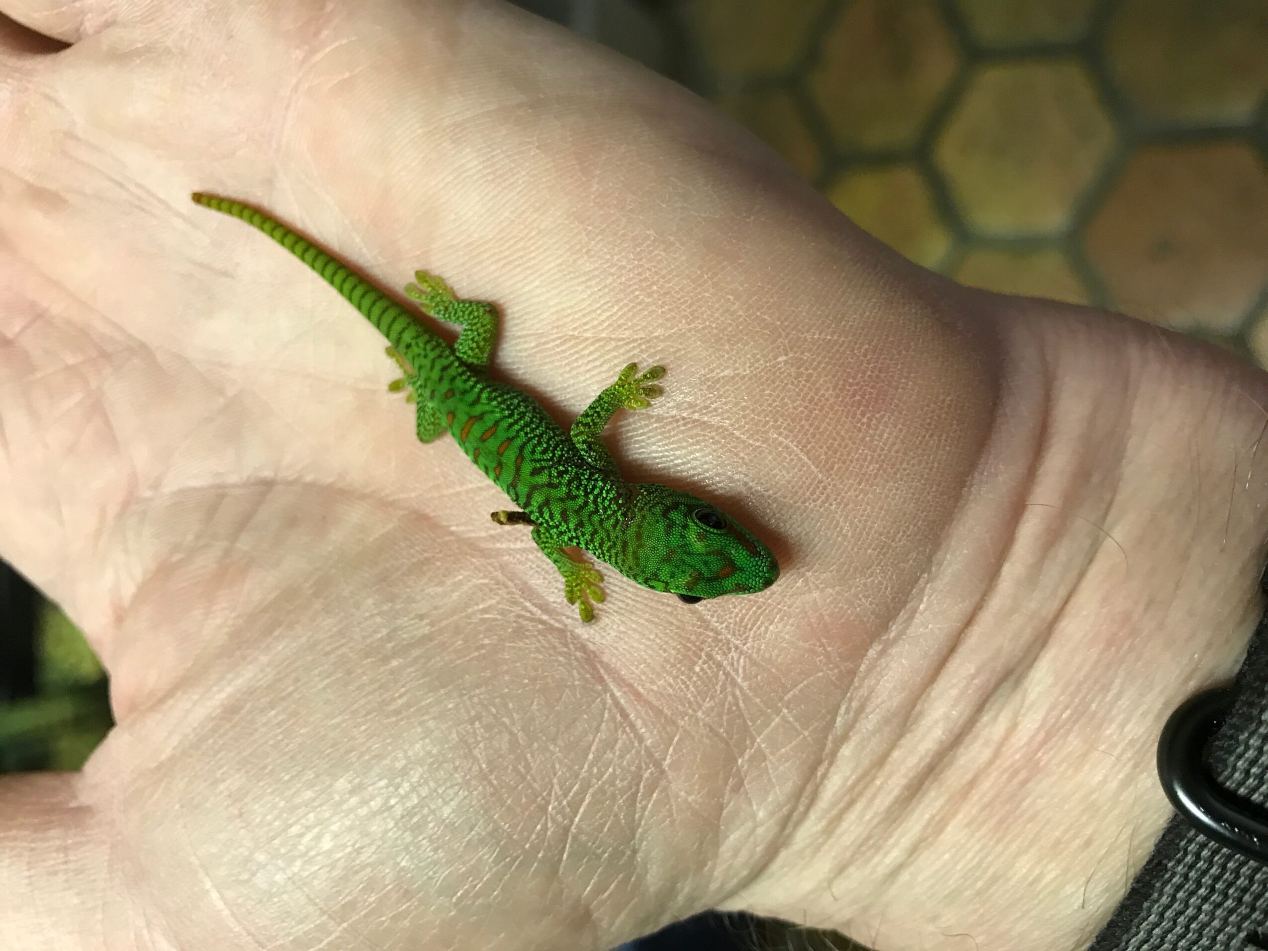 Small green lizard on a person's hand, with a hexagonal tiled floor in the background.