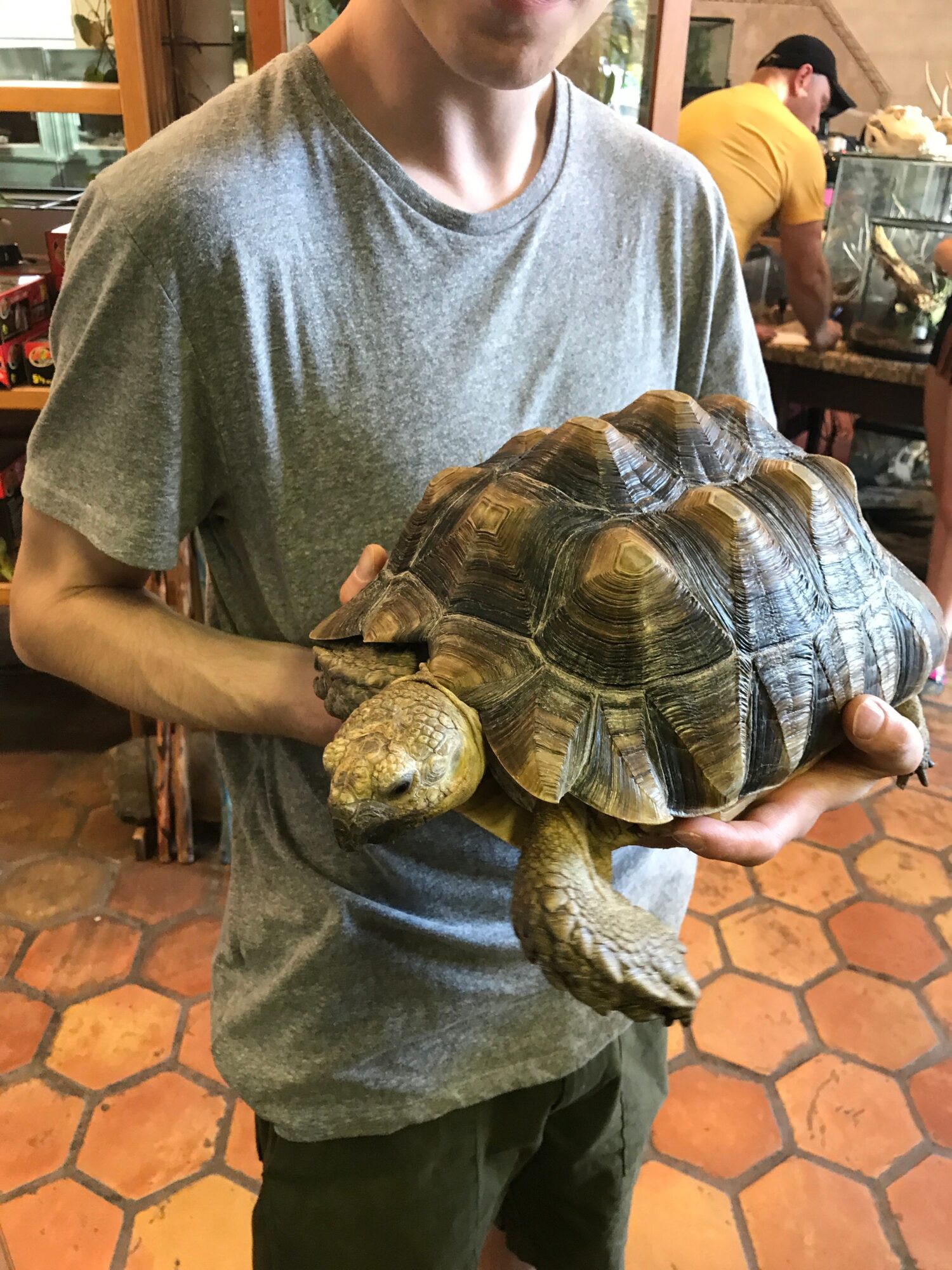 Person holding a large tortoise on their arm in an indoor setting with hexagonal tile flooring.