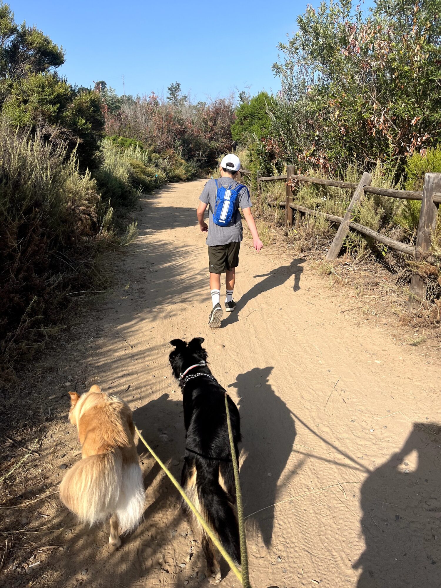 Child walking on a dirt path with two dogs, surrounded by trees and bushes, sunny day.