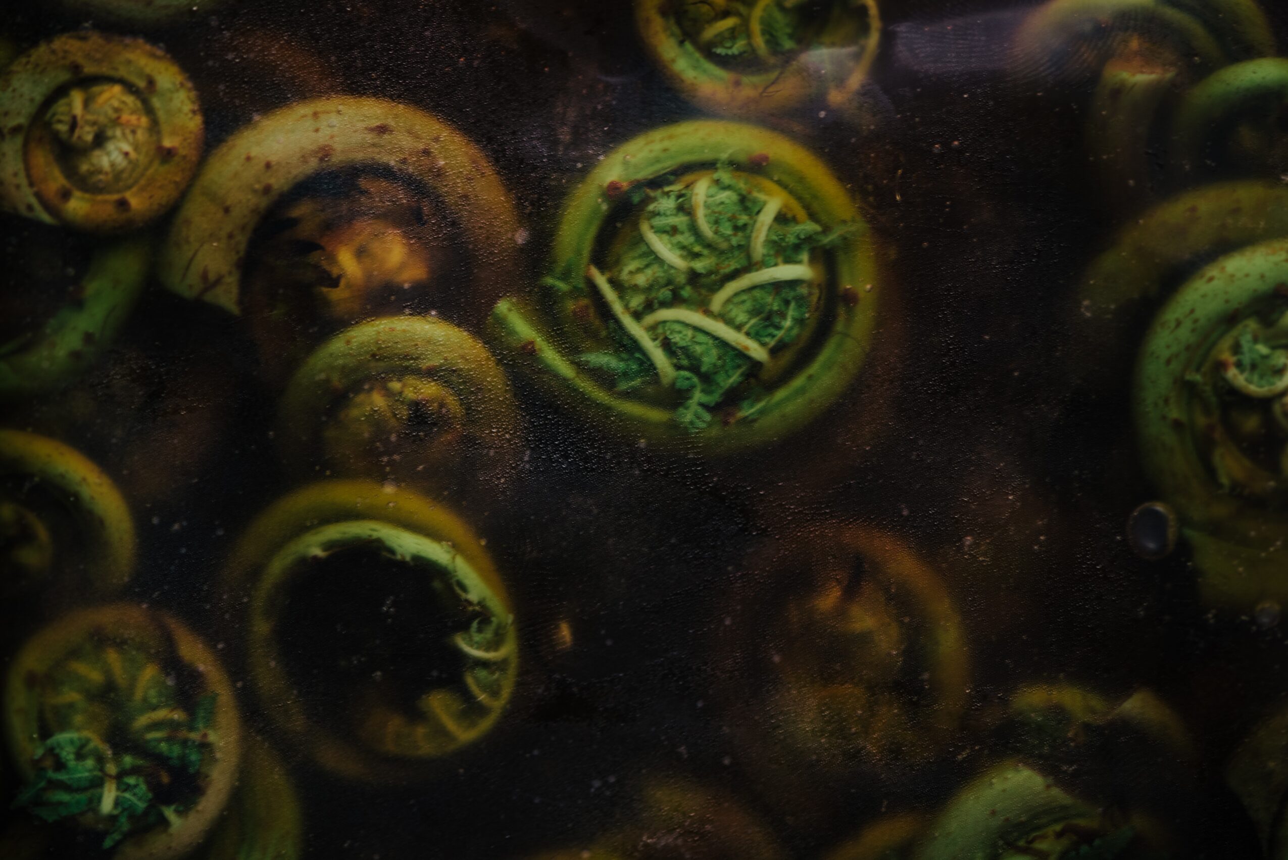 Close-up of green and brown snail shells, some with visible interior structures, on a dark background.