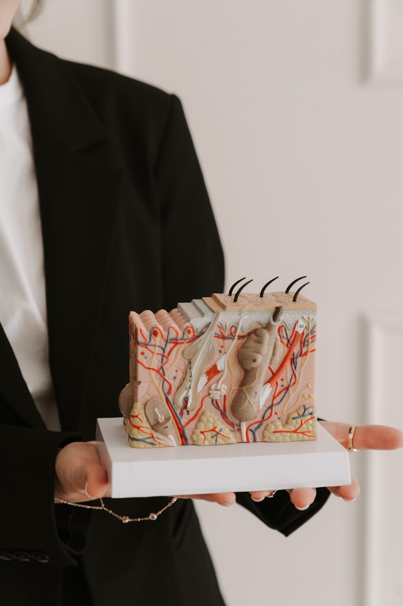 Person in black suit holding a detailed anatomical model of human skin layers on a white base.